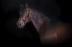 German Sport Horse portrait