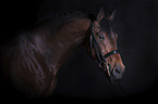 German Sport Horse portrait