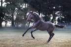 German Sport Horse foal