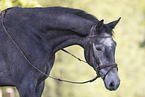 German Sport Horse
