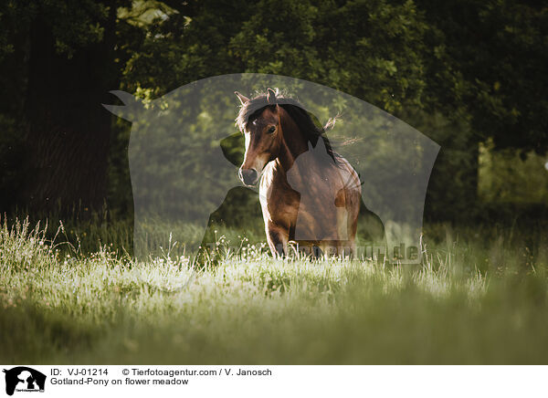 Gotland-Pony on flower meadow / VJ-01214
