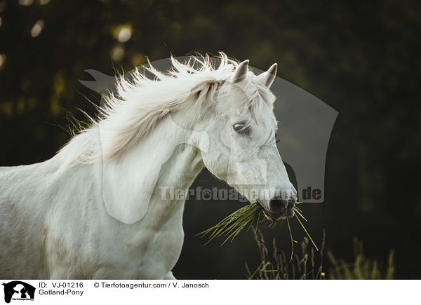 Gotland-Pony / VJ-01216