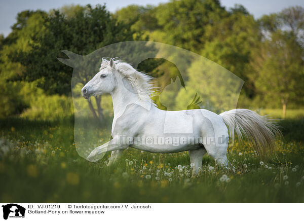 Gotland-Pony on flower meadow / VJ-01219