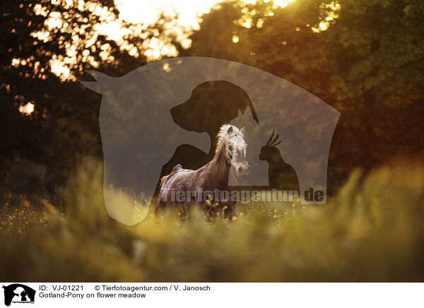Gotland-Pony on flower meadow / VJ-01221