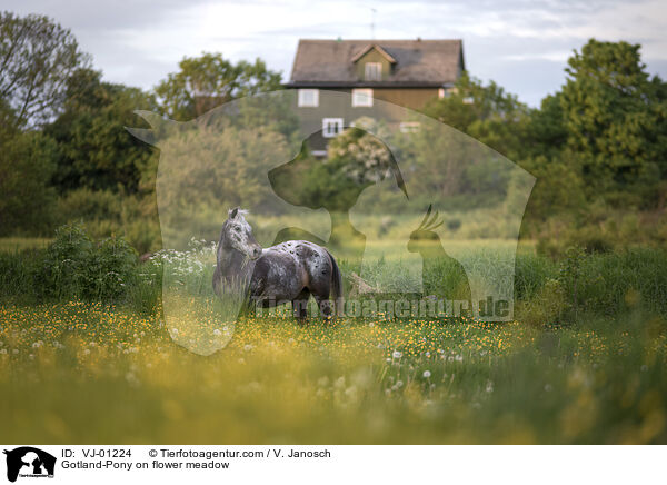 Gotland-Pony on flower meadow / VJ-01224