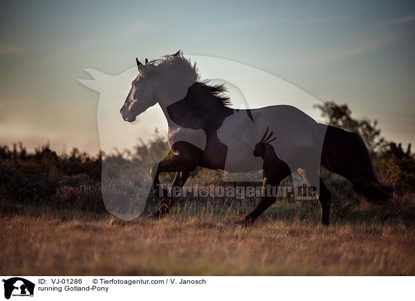 running Gotland-Pony / VJ-01286