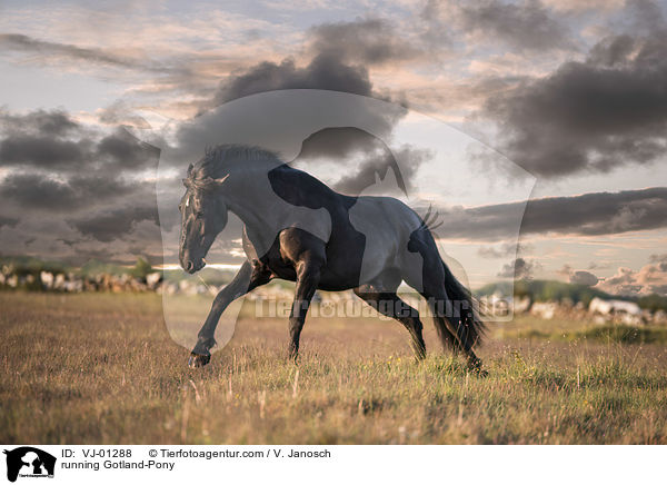 running Gotland-Pony / VJ-01288