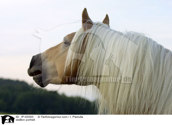 Haflinger Hengst Portrait / stallion portrait / IP-00093