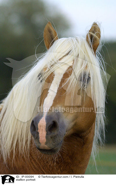 stallion portrait / IP-00094