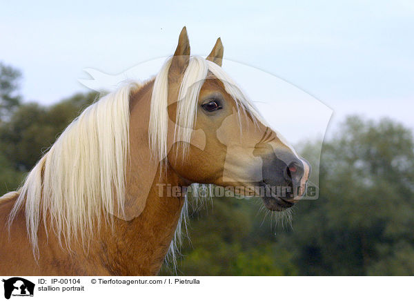 stallion portrait / IP-00104