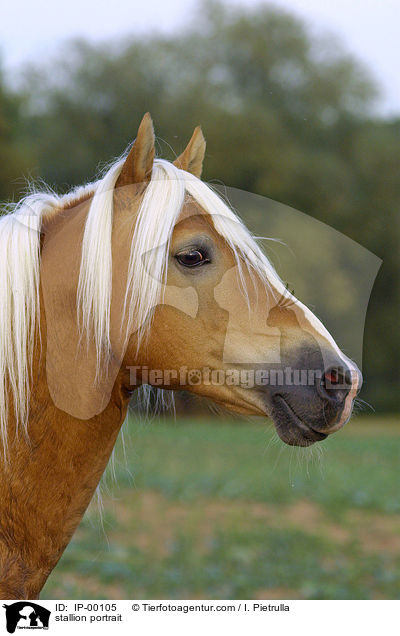 stallion portrait / IP-00105