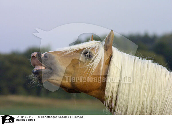 stallion portrait / IP-00113