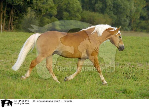 trotting horse / IP-00119