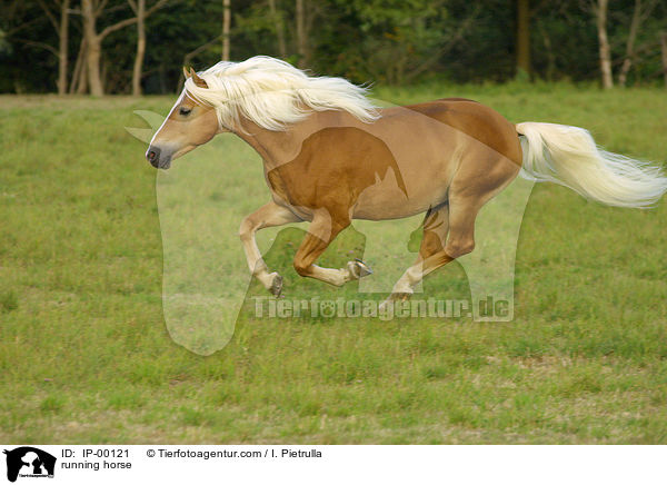 running horse / IP-00121