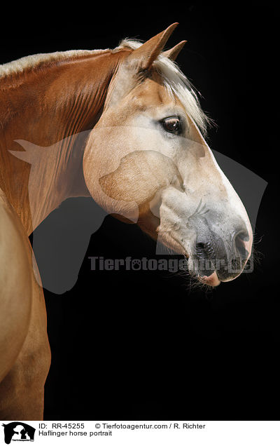 Haflinger horse portrait / RR-45255