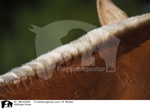 Haflinger horse / RR-45259