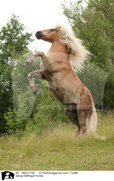 rising Haflinger horse / VM-01734