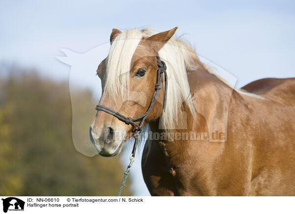 Haflinger horse portrait / NN-06610