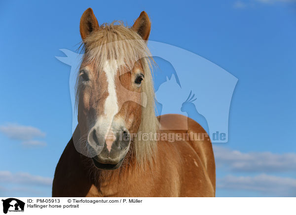 Haflinger horse portrait / PM-05913