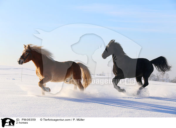 2 horses / PM-06359