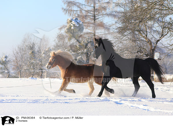 2 horses / PM-06364