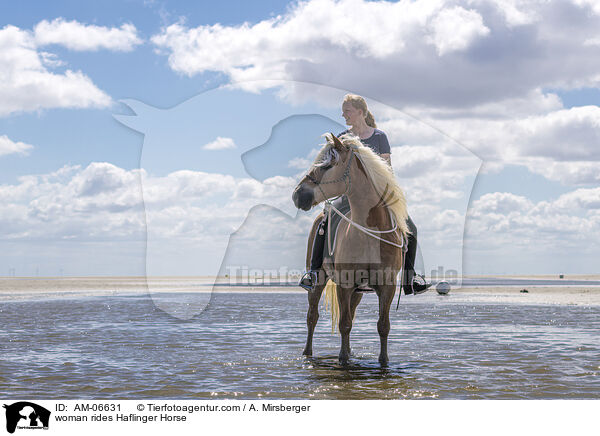 woman rides Haflinger Horse / AM-06631