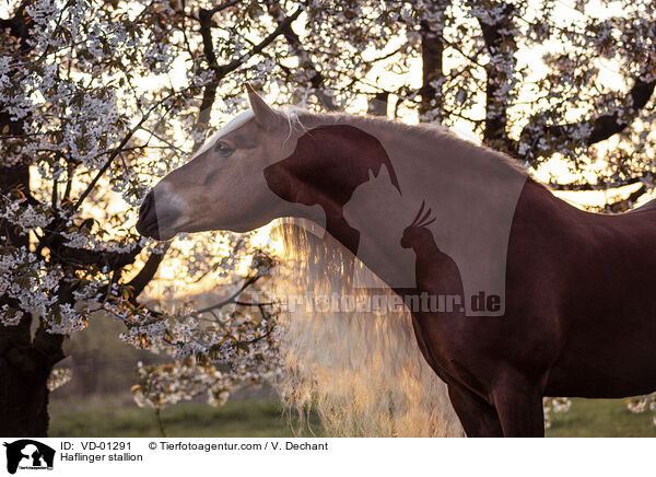 Haflinger Hengst / Haflinger stallion / VD-01291