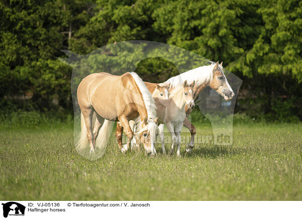 Haflinger horses / VJ-05136