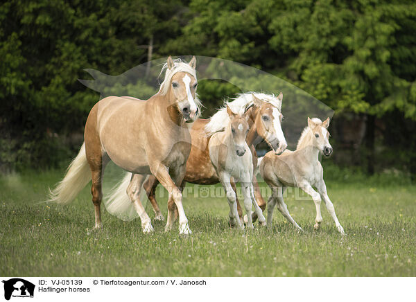 Haflinger horses / VJ-05139