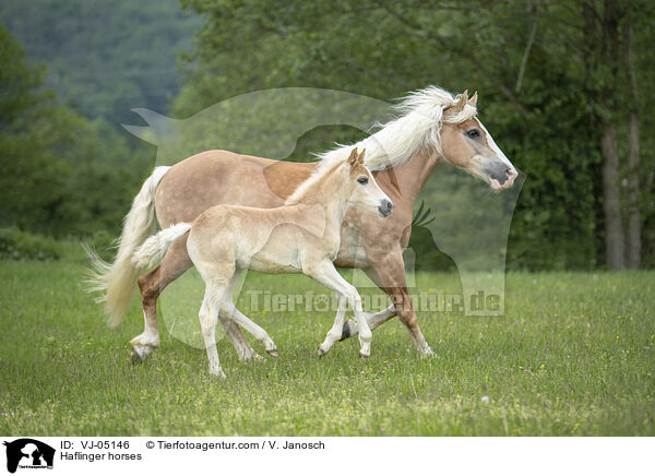 Haflinger horses / VJ-05146
