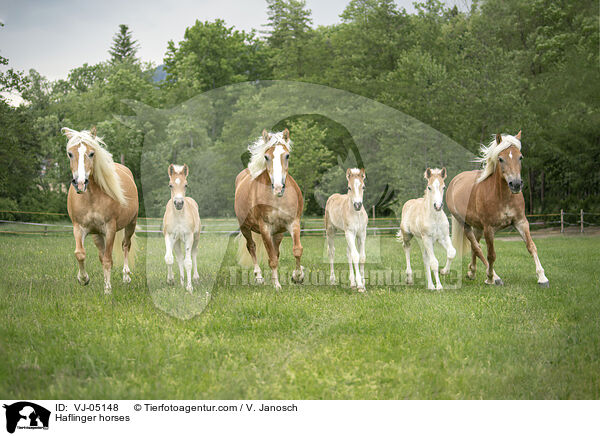 Haflinger horses / VJ-05148