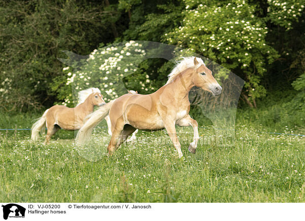 Haflinger horses / VJ-05200