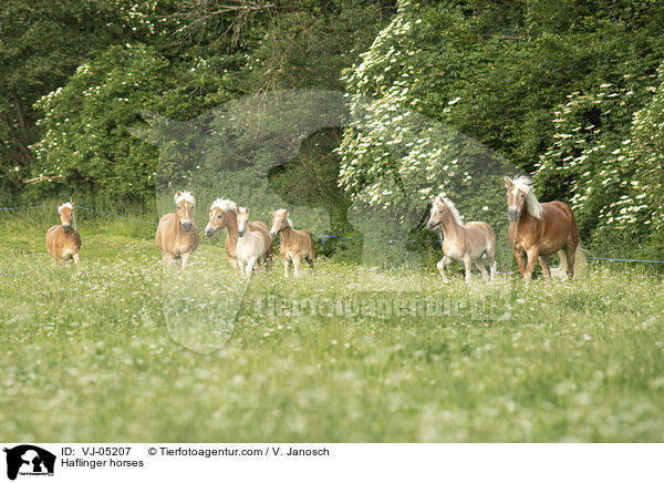 Haflinger horses / VJ-05207