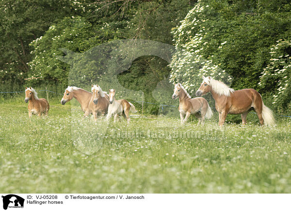 Haflinger horses / VJ-05208