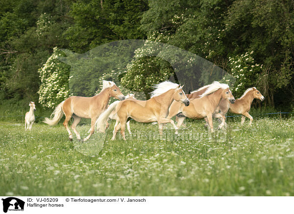 Haflinger horses / VJ-05209