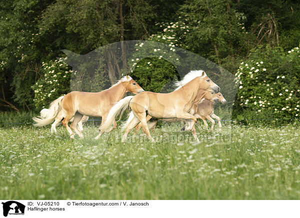 Haflinger horses / VJ-05210