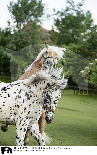 Haflinger horse and Noriker / VJ-05214