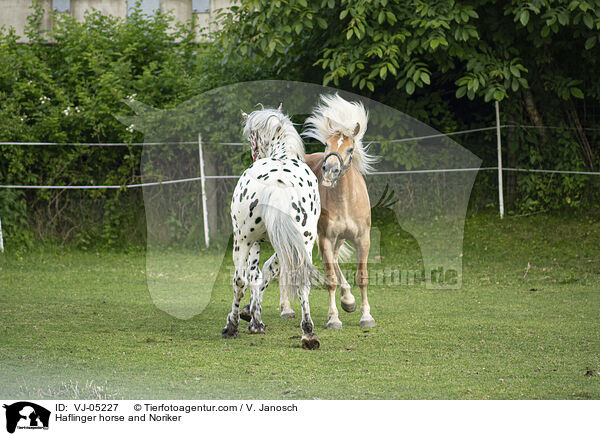 Haflinger horse and Noriker / VJ-05227