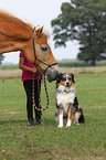 girl with haflinger horse