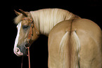 Haflinger horse potrait