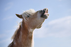 Haflinger Horse portrait