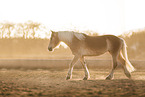 Haflinger horse at sundown