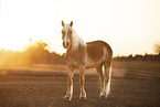 Haflinger horse at sundown