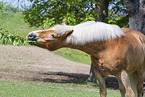 Haflinger horse in summer