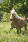 Haflinger mare in the meadow