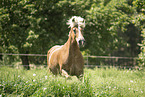 Haflinger mare in the meadow