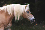 Haflinger horse