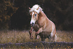 Haflinger horse