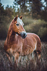 Haflinger horse mare