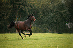 galloping Hanoverian